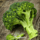 Southern Seed Exchange Broccoli, Waltham 29 (Brassica oleracea) - 200 Seeds