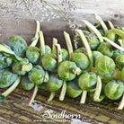 Southern Seed Exchange Brussel Sprouts, Catskill (Brassica oleracea) - 150 Seeds