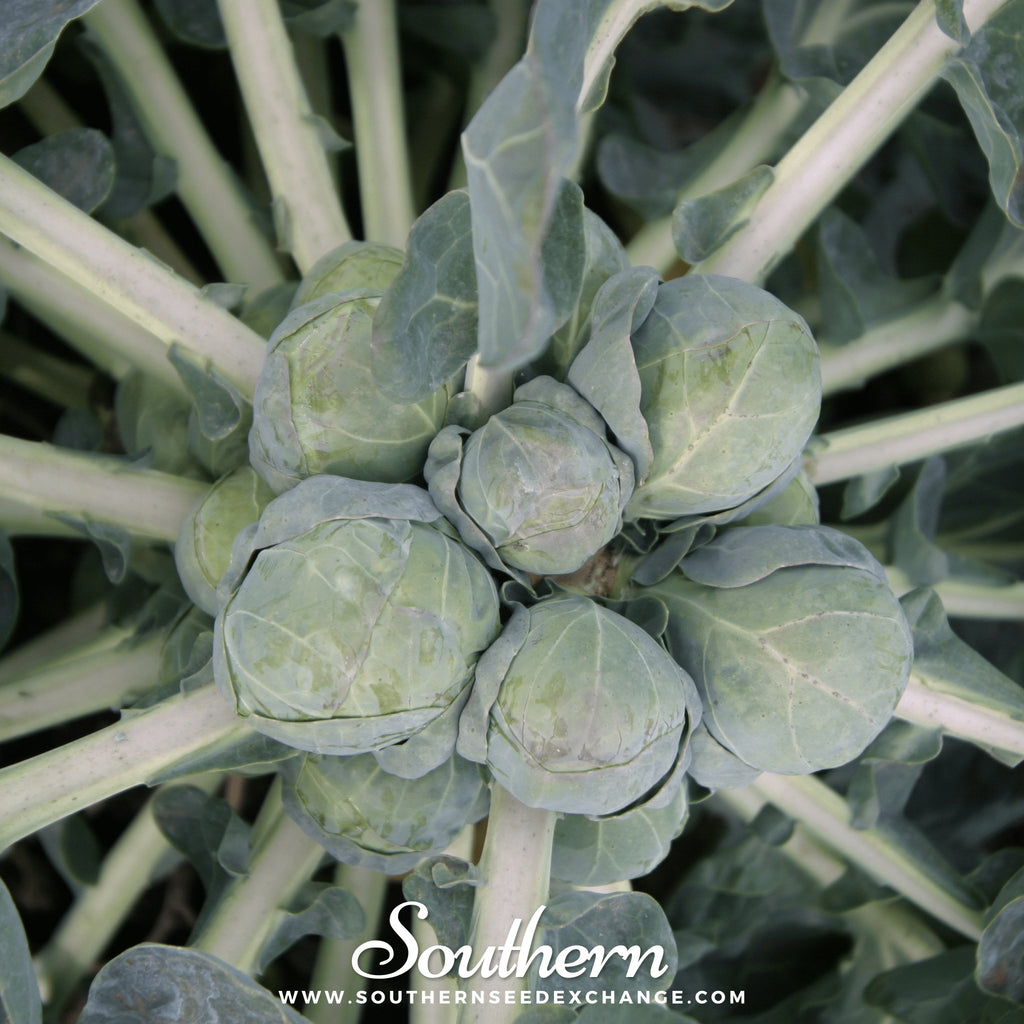 Southern Seed Exchange Brussel Sprouts, Catskill (Brassica oleracea) - 150 Seeds