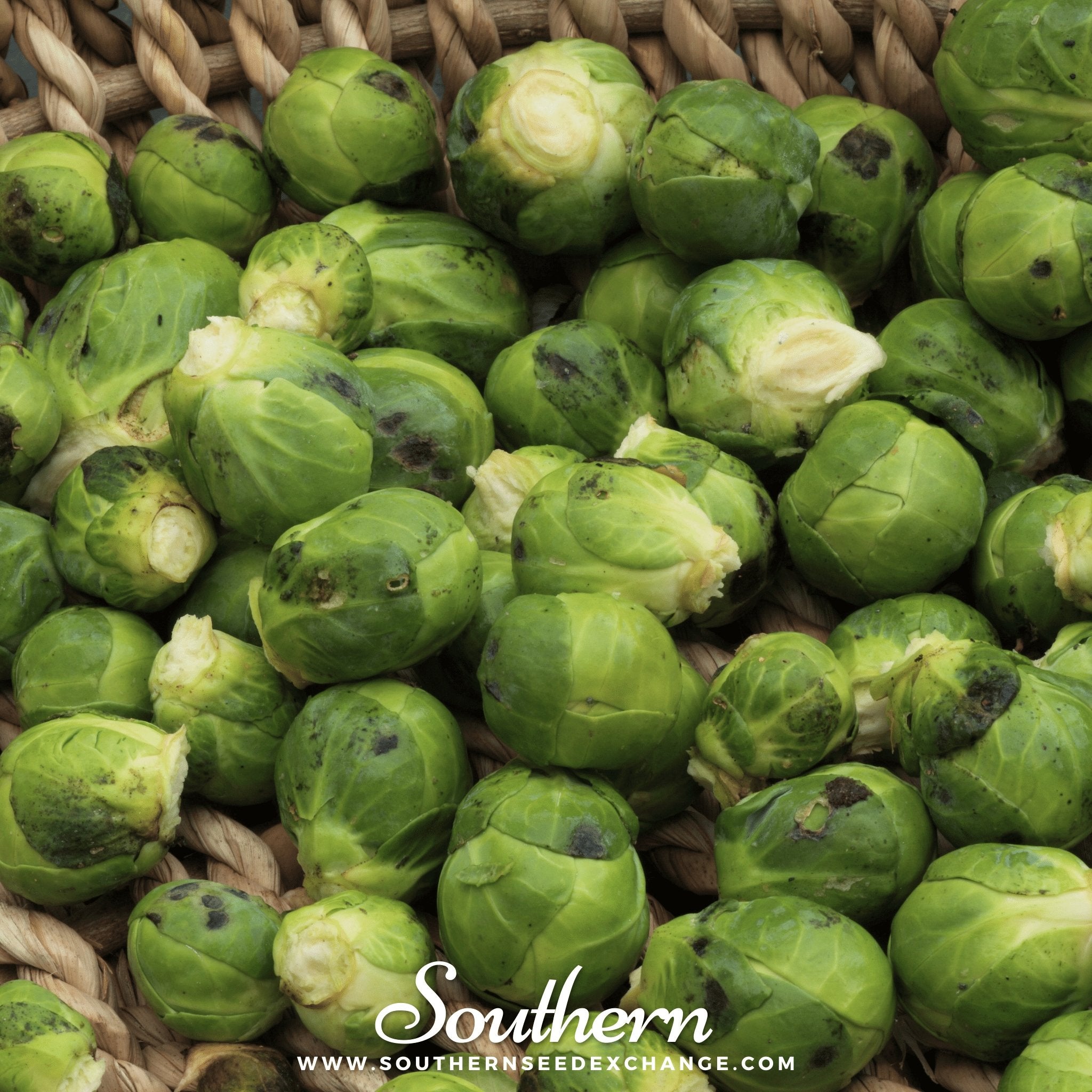 Southern Seed Exchange Brussel Sprouts, Catskill (Brassica oleracea) - 150 Seeds