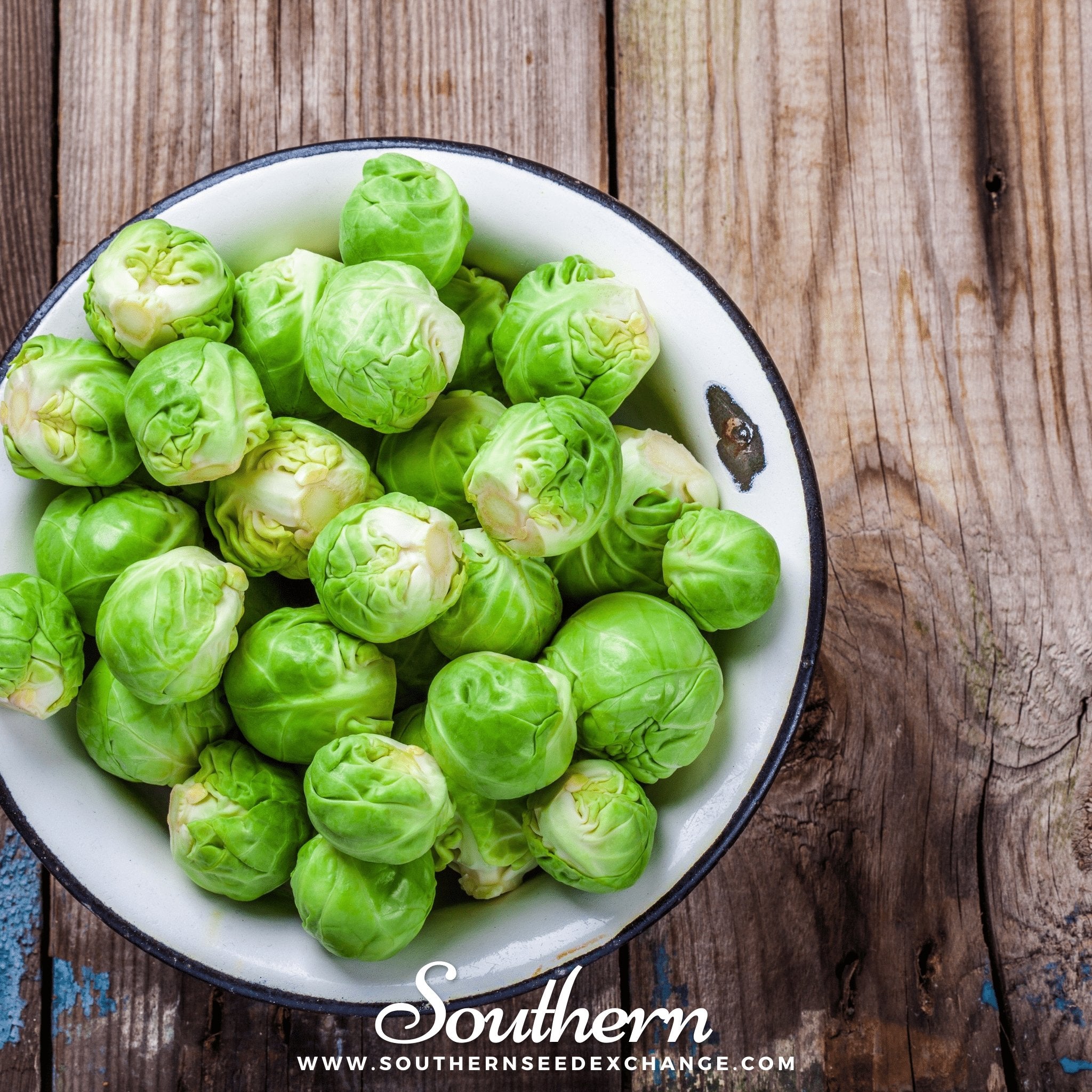 Southern Seed Exchange Brussels Sprouts, Long Island Improved (Brassica oleracea var. gemmifera) - 150 Seeds