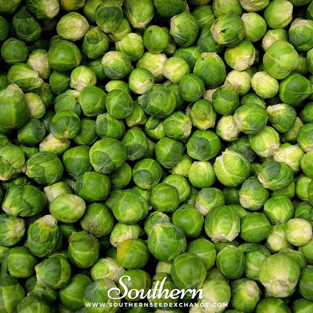 Southern Seed Exchange Brussels Sprouts, Long Island Improved (Brassica oleracea var. gemmifera) - 150 Seeds