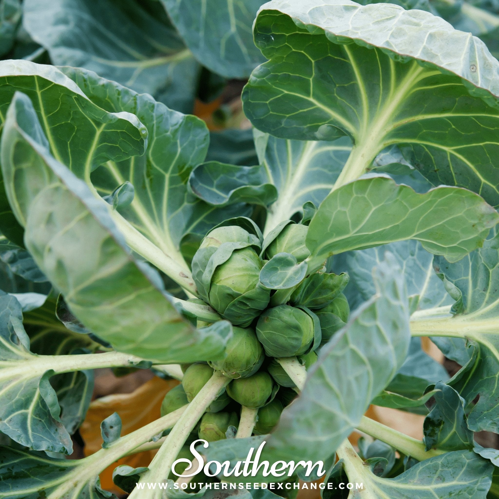 Southern Seed Exchange Brussels Sprouts, Long Island Improved (Brassica oleracea var. gemmifera) - 150 Seeds