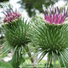 Southern Seed Exchange Burdock (Arctium Lappa) - 100 Seeds