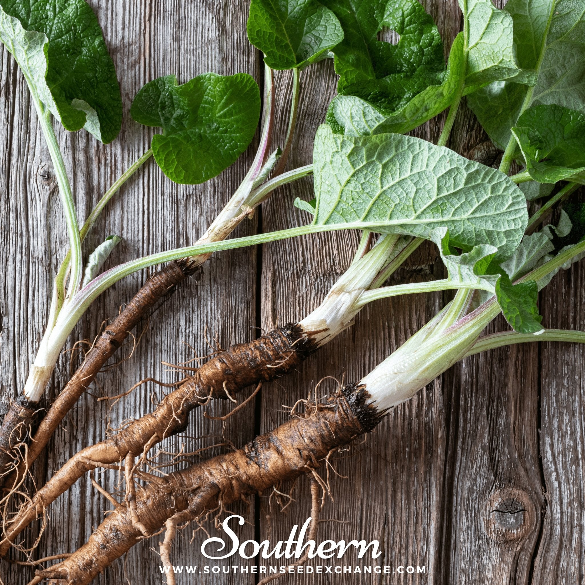 Southern Seed Exchange Burdock (Arctium Lappa) - 100 Seeds