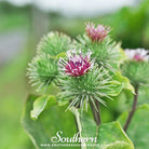 Southern Seed Exchange Burdock (Arctium Lappa) - 100 Seeds