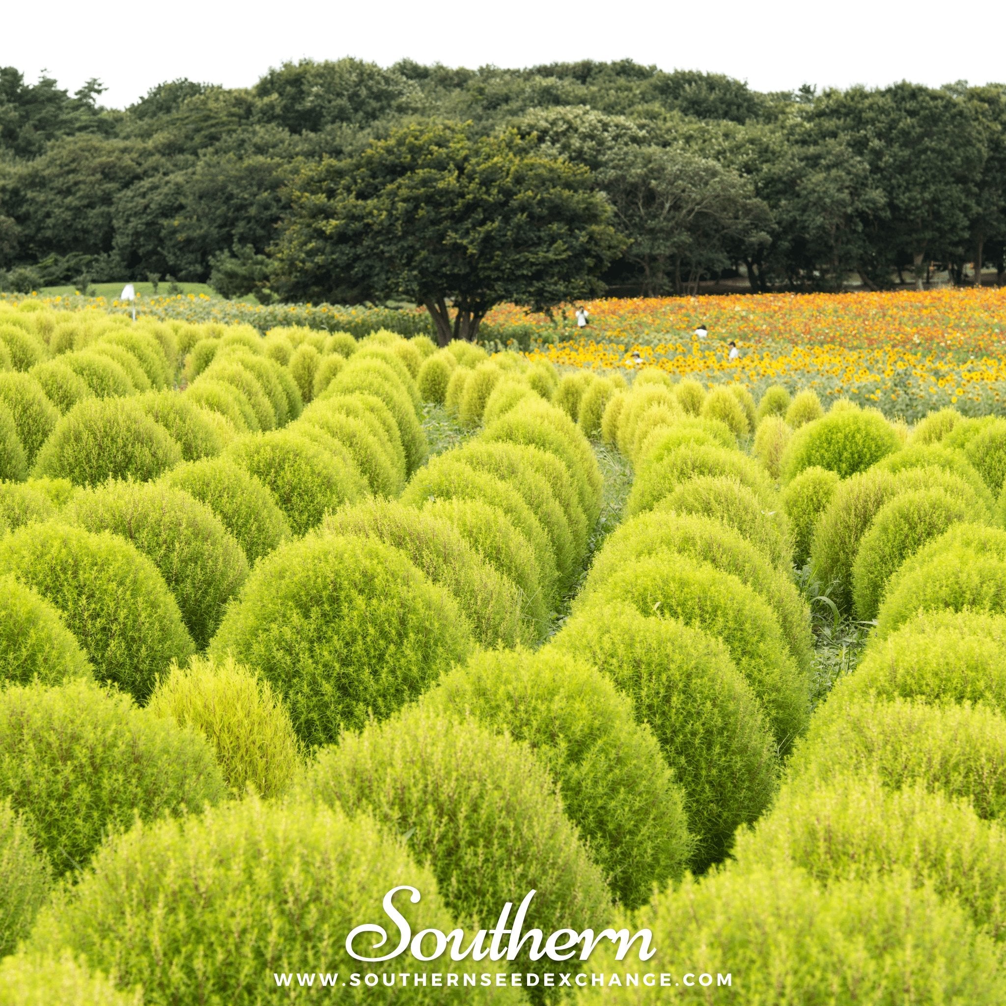 Southern Seed Exchange Burning Bush (Kochia Trichophylla) - 100 Seeds