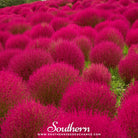 Southern Seed Exchange Burning Bush (Kochia Trichophylla) - 100 Seeds