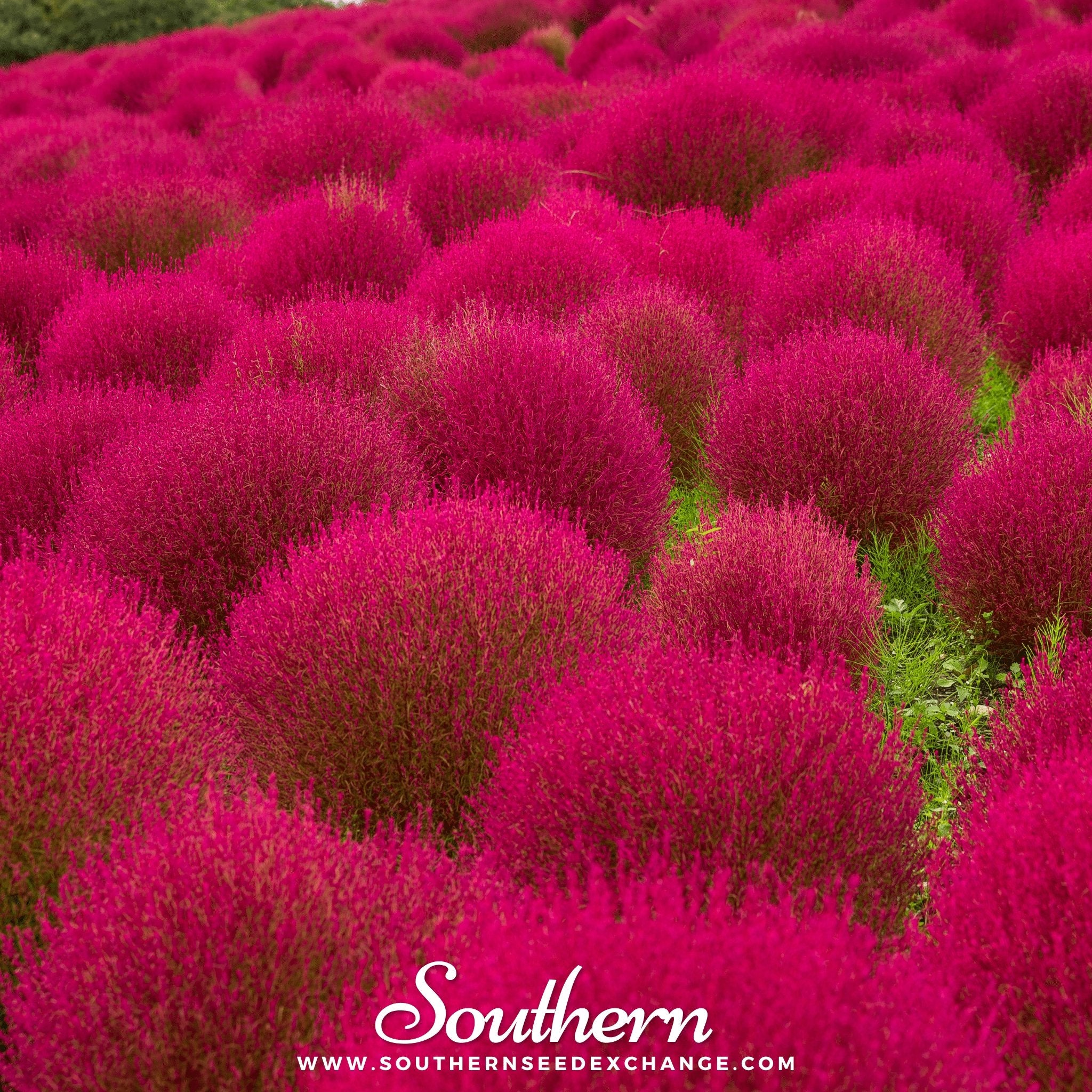 Southern Seed Exchange Burning Bush (Kochia Trichophylla) - 100 Seeds