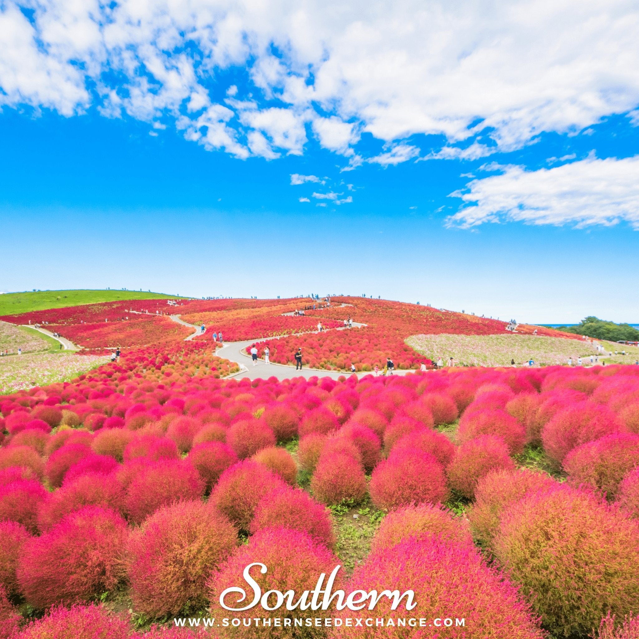 Southern Seed Exchange Burning Bush (Kochia Trichophylla) - 100 Seeds