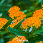 Butterfly Weed, Orange Milkweed (Asclepias tuberosa) - 35 Seeds - Southern Seed Exchange