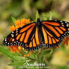 Butterfly Weed, Orange Milkweed (Asclepias tuberosa) - 35 Seeds - Southern Seed Exchange