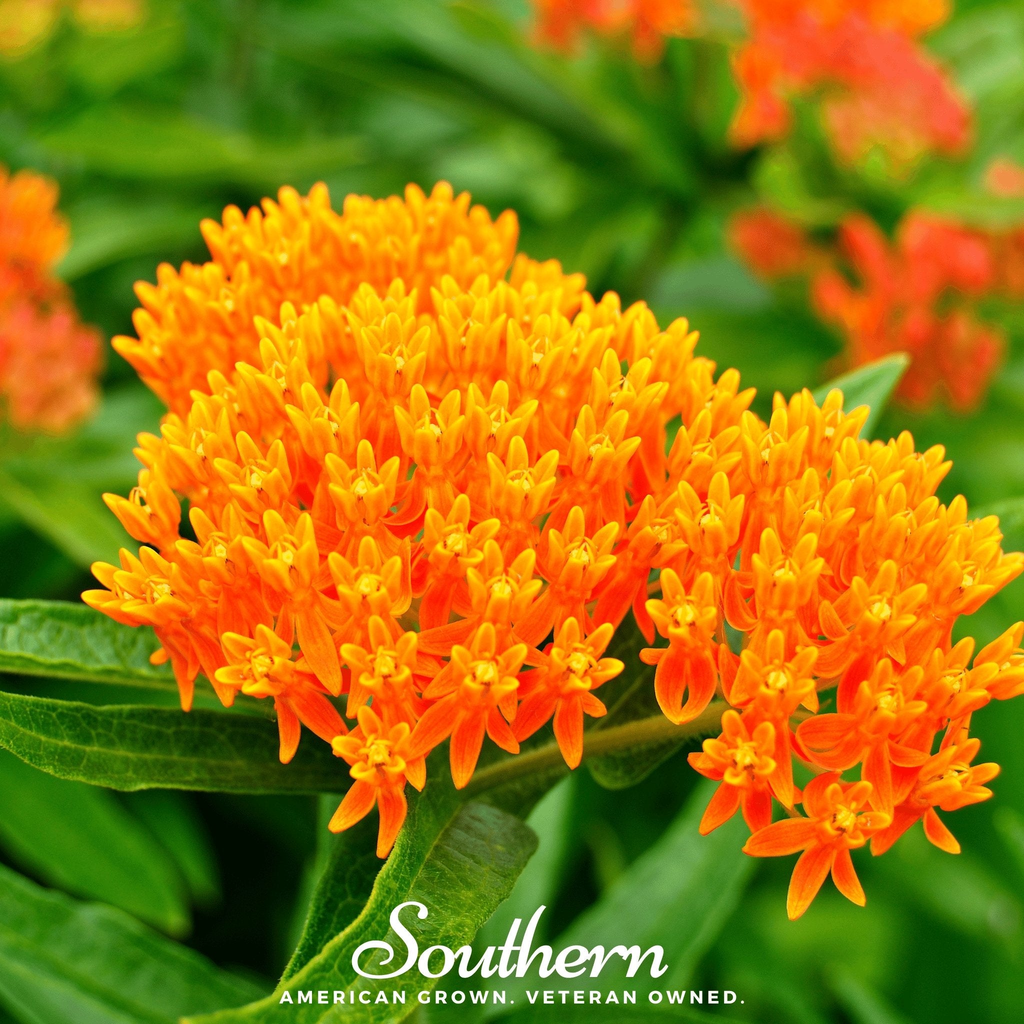 Butterfly Weed, Orange Milkweed (Asclepias tuberosa) - 35 Seeds - Southern Seed Exchange