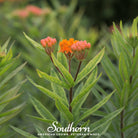 Butterfly Weed, Orange Milkweed (Asclepias tuberosa) - 35 Seeds - Southern Seed Exchange