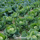 Southern Seed Exchange Cabbage, Brunswick (Brassica oleracea) - 200 Seeds