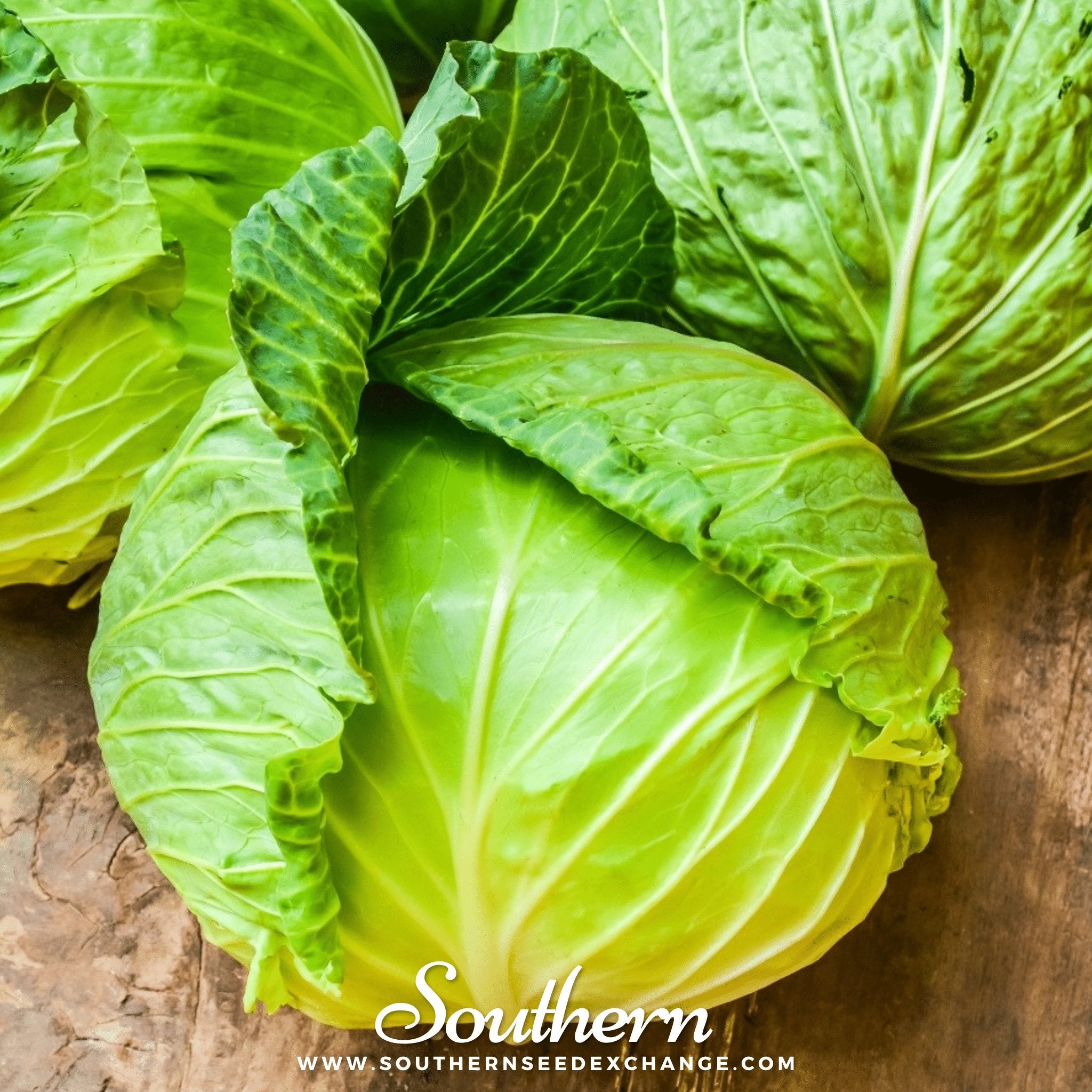 Southern Seed Exchange Cabbage, Brunswick (Brassica oleracea) - 200 Seeds