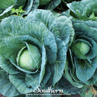 Southern Seed Exchange Cabbage, Copenhagen Market (Brassica oleracea) - 100 Seeds