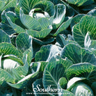 Southern Seed Exchange Cabbage, Copenhagen Market (Brassica oleracea) - 100 Seeds