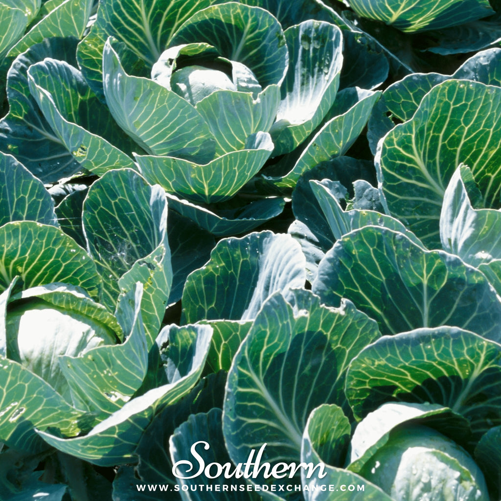 Southern Seed Exchange Cabbage, Copenhagen Market (Brassica oleracea) - 100 Seeds