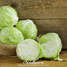 Southern Seed Exchange Cabbage, Copenhagen Market (Brassica oleracea) - 100 Seeds