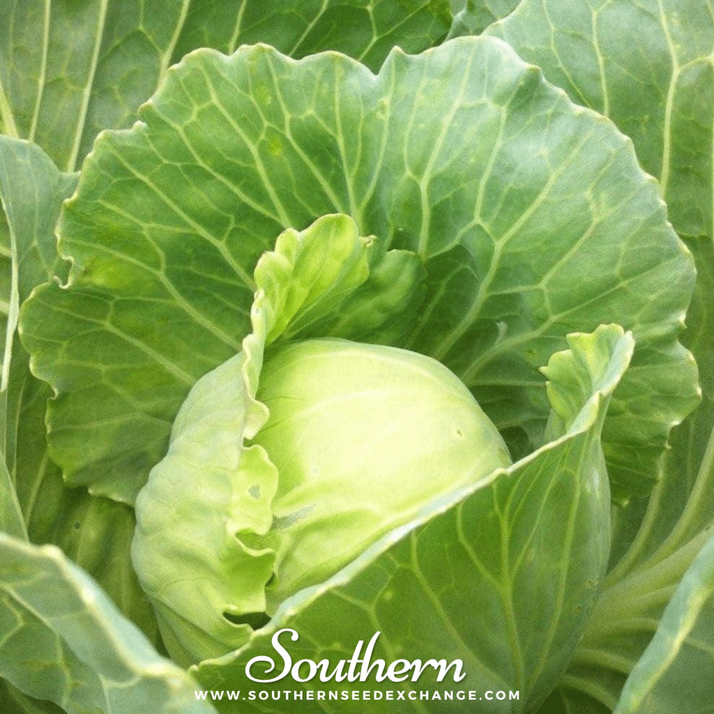 Southern Seed Exchange Cabbage, Golden Acre (Brassica oleracea var. capitata) - 200 Seeds