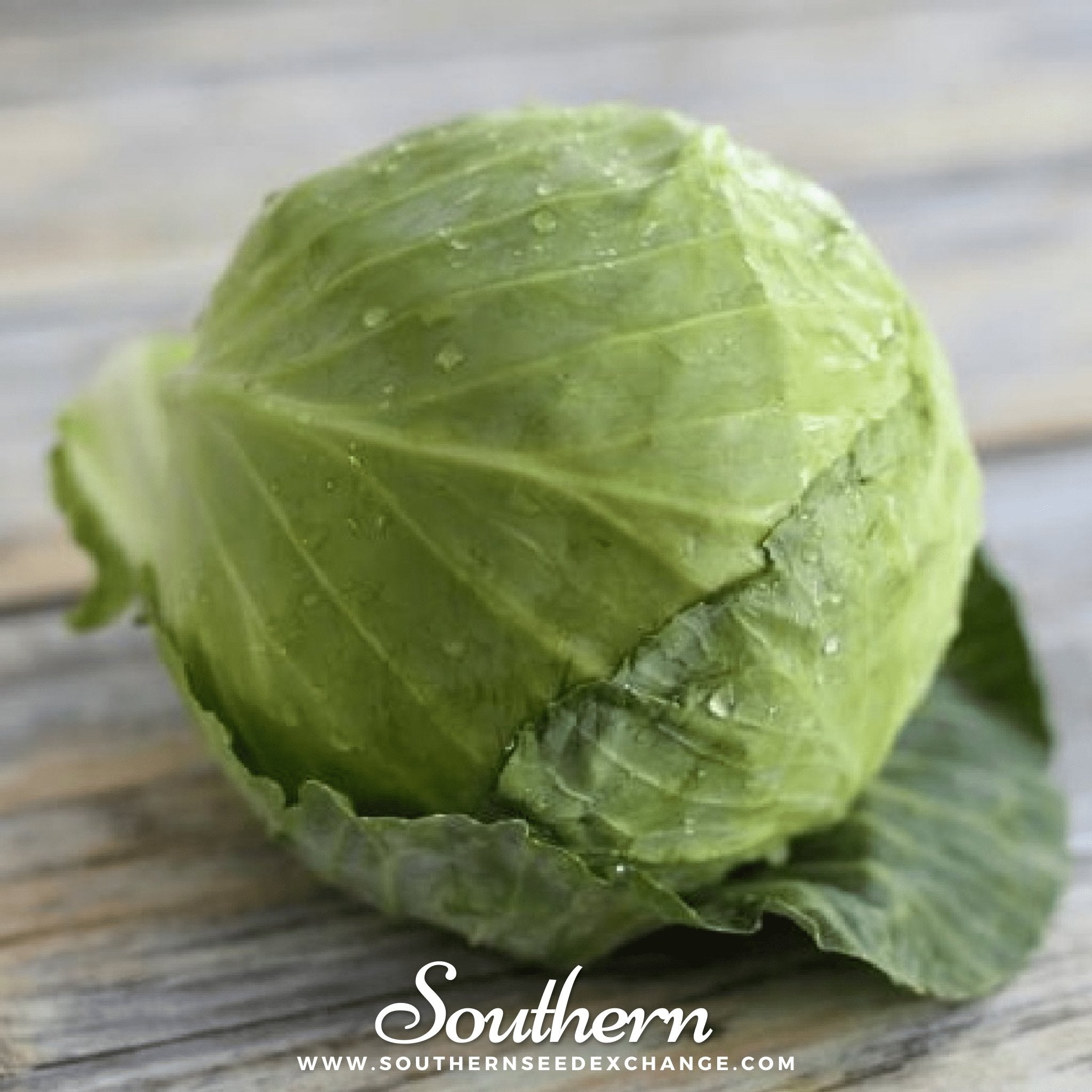 Southern Seed Exchange Cabbage, Golden Acre (Brassica oleracea var. capitata) - 200 Seeds