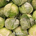 Southern Seed Exchange Cabbage, Golden Acre (Brassica oleracea var. capitata) - 200 Seeds