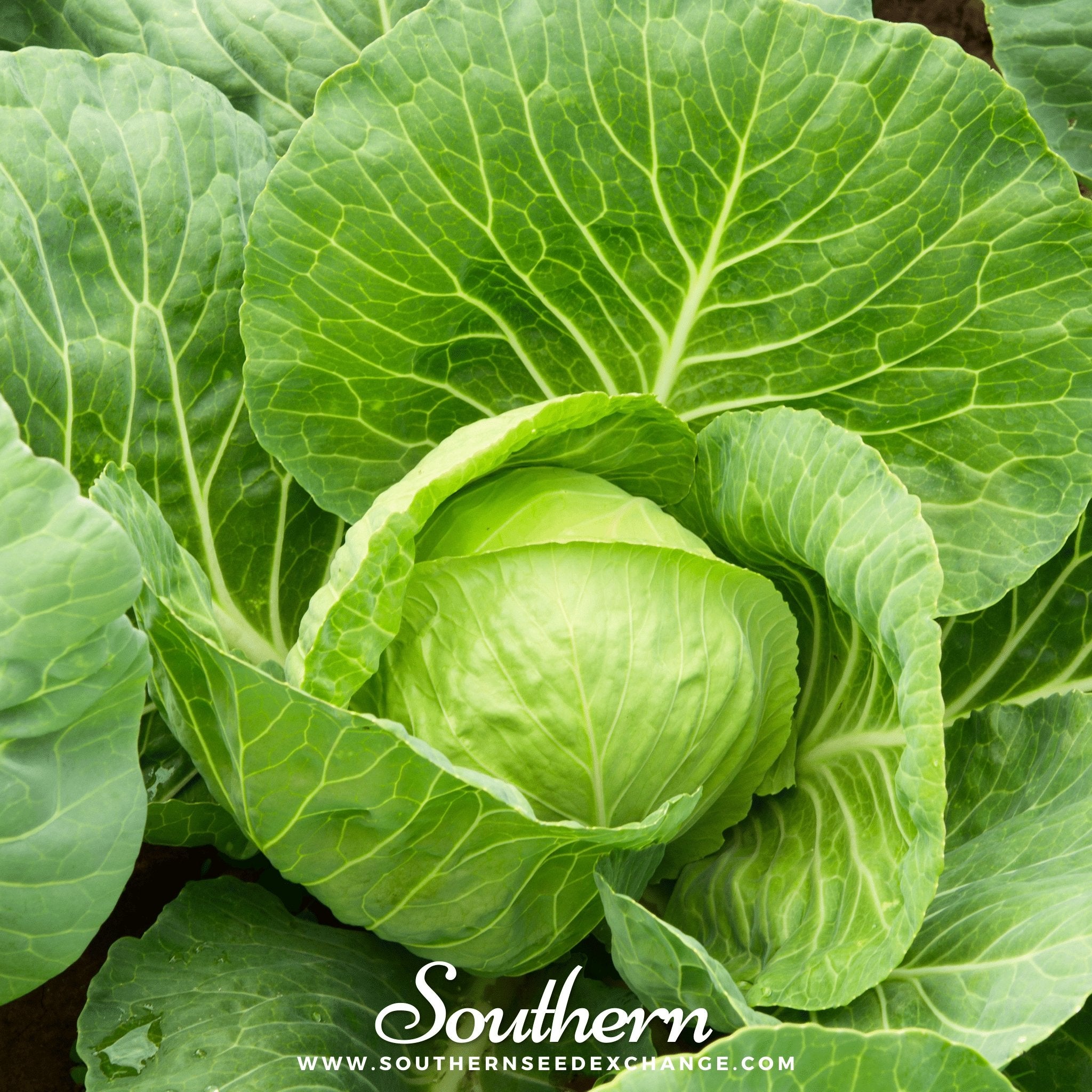 Southern Seed Exchange Cabbage, Golden Acre (Brassica oleracea var. capitata) - 200 Seeds