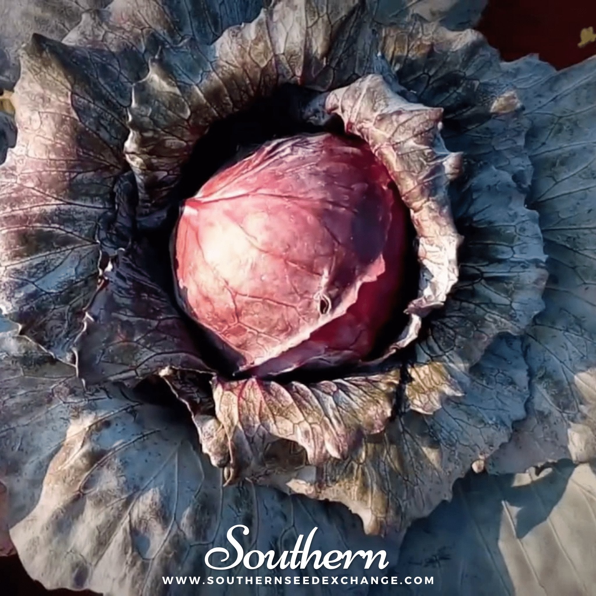 Southern Seed Exchange Cabbage, Mammoth Red Rock (Brassica oleracea var. capitata) - 100 Seeds