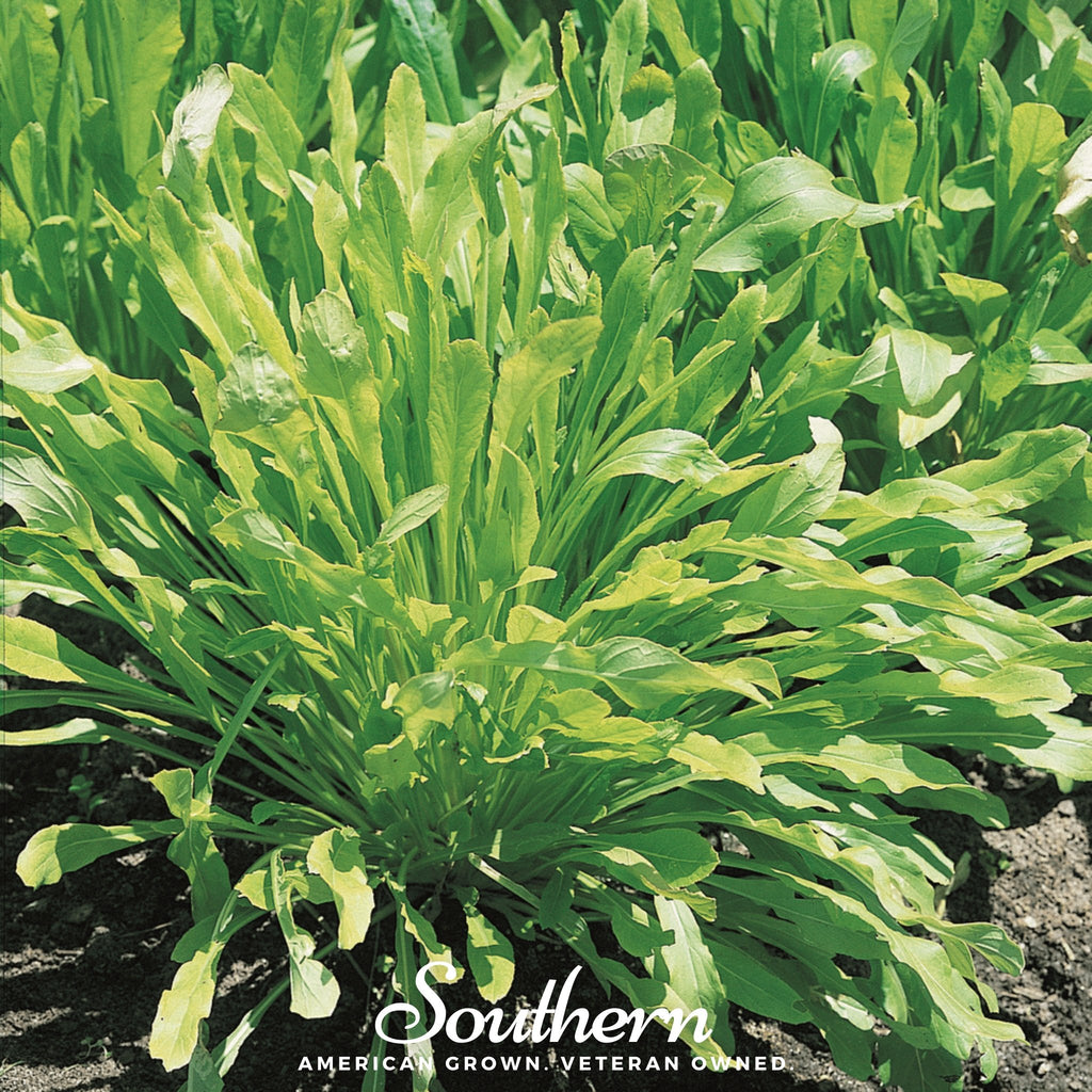 Cabbage, Mibuna Chinese (Brassica oleracea) - 100 Seeds - Southern Seed Exchange