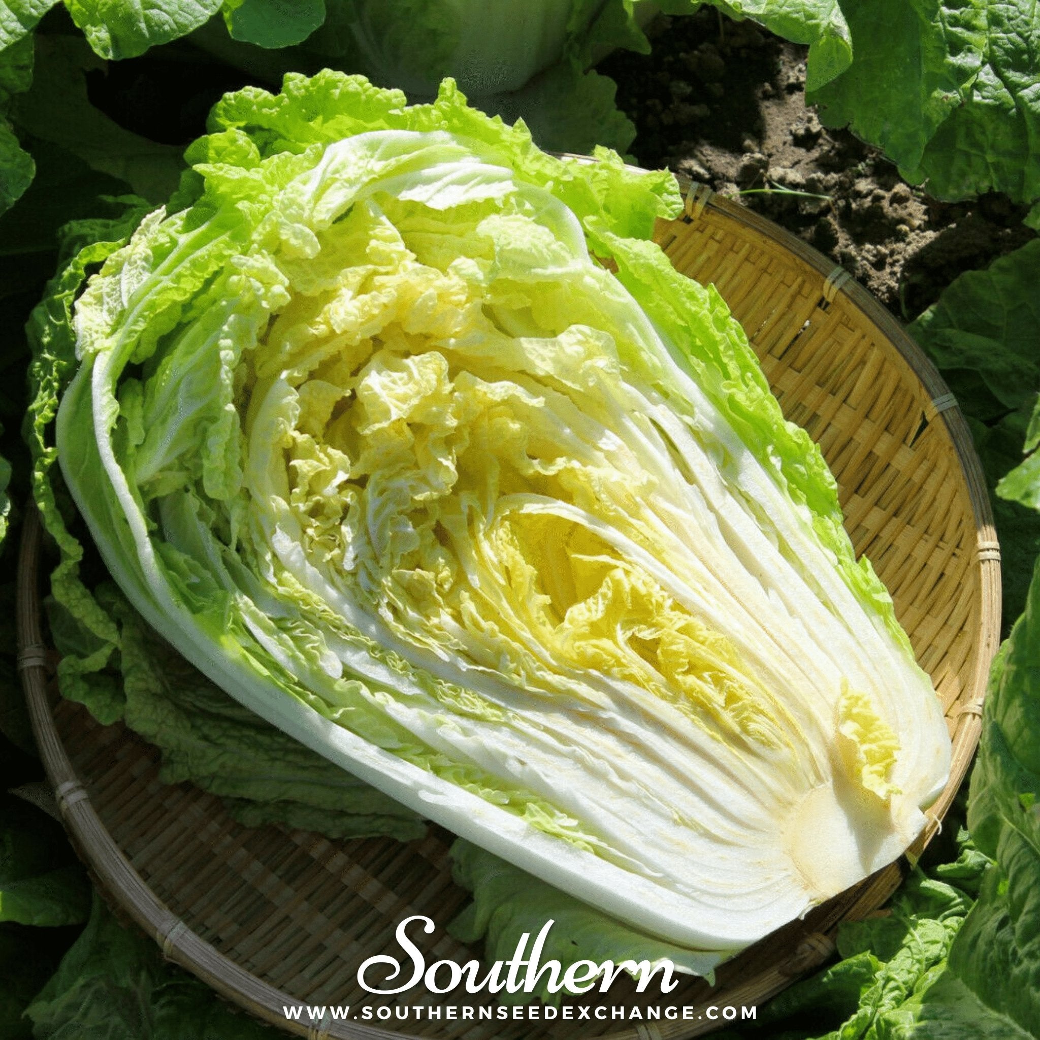 Southern Seed Exchange Cabbage, Napa Michihili Heading (Brassica oleracea) - 100 Seeds