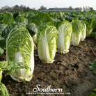 Southern Seed Exchange Cabbage, Napa Michihili Heading (Brassica oleracea) - 100 Seeds