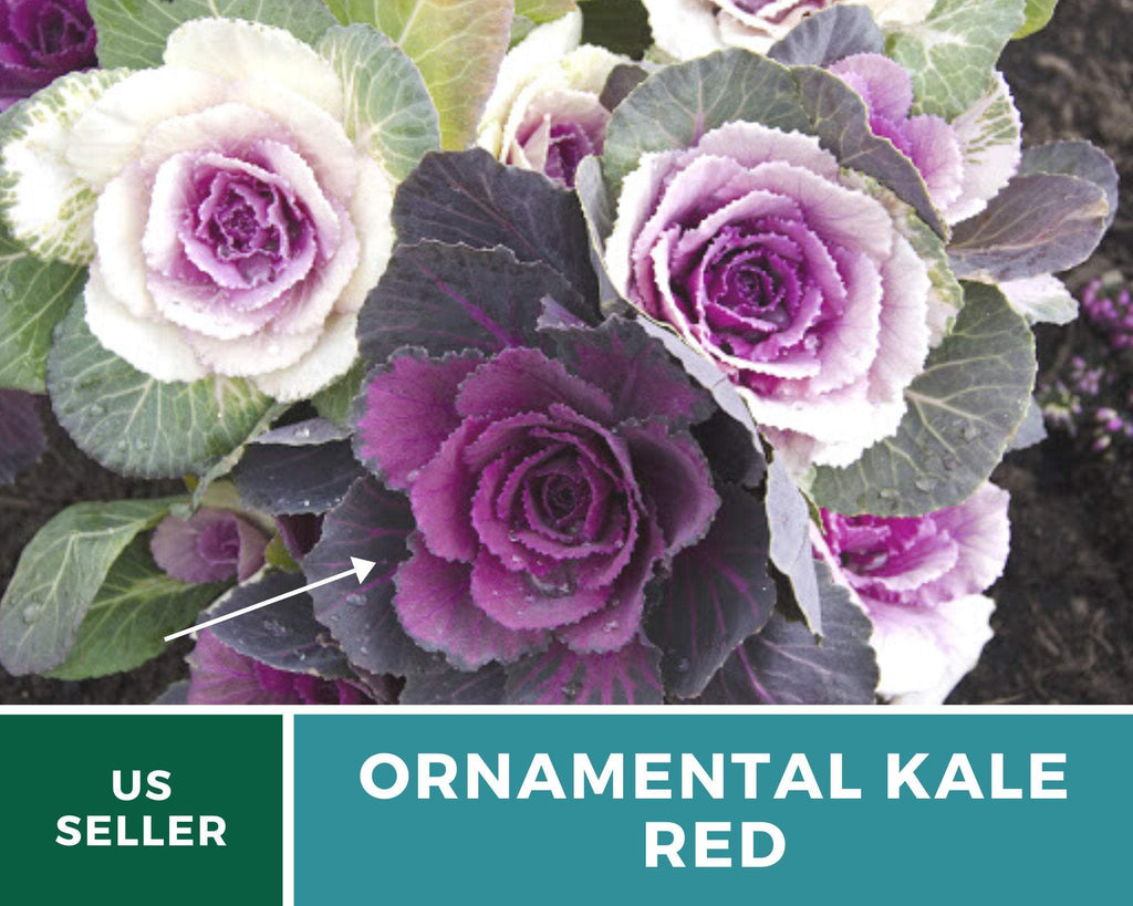 Southern Seed Exchange Cabbage, Ornamental, Red (Brassica oleracea) - 10 Seeds