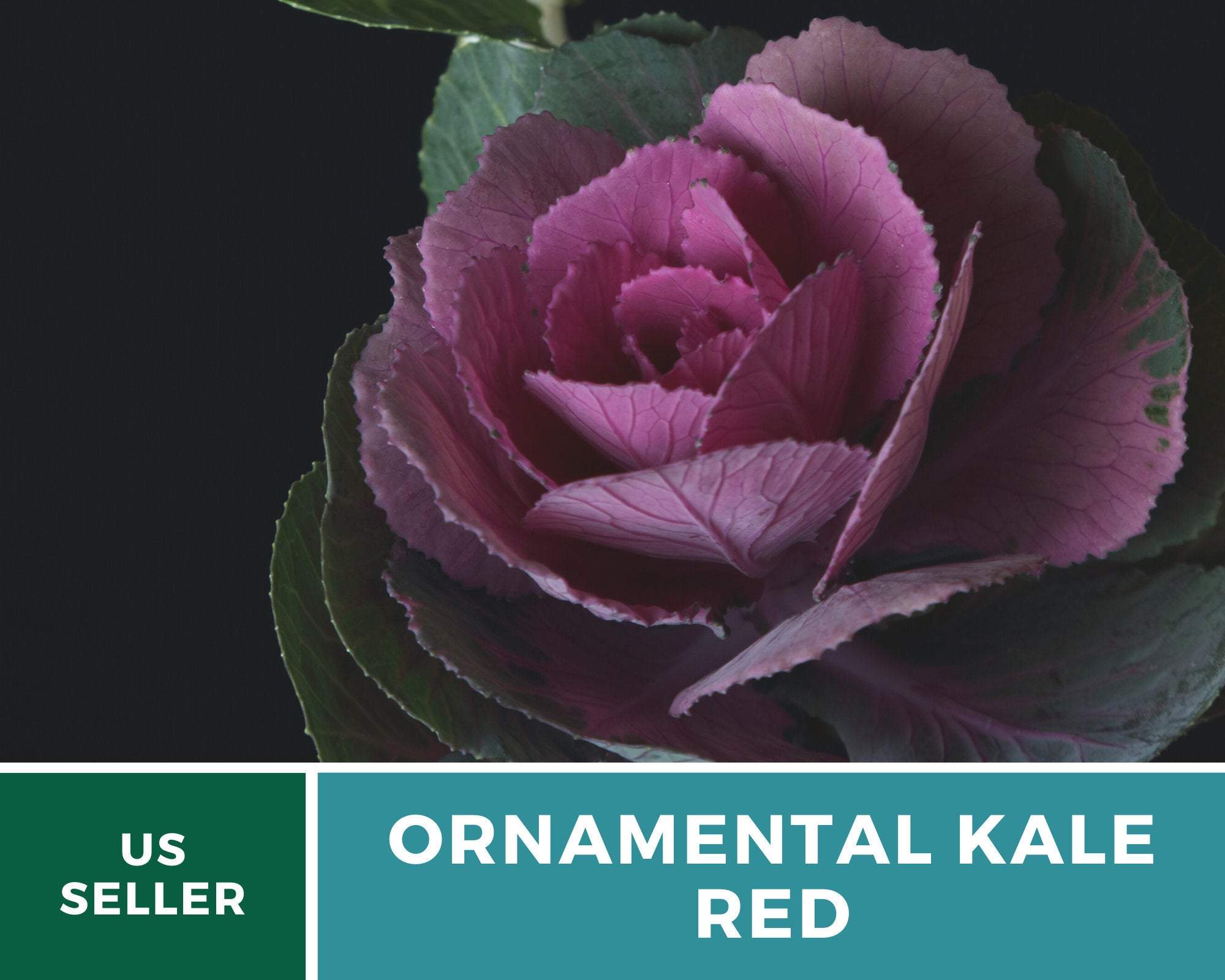 Southern Seed Exchange Cabbage, Ornamental, Red (Brassica oleracea) - 10 Seeds