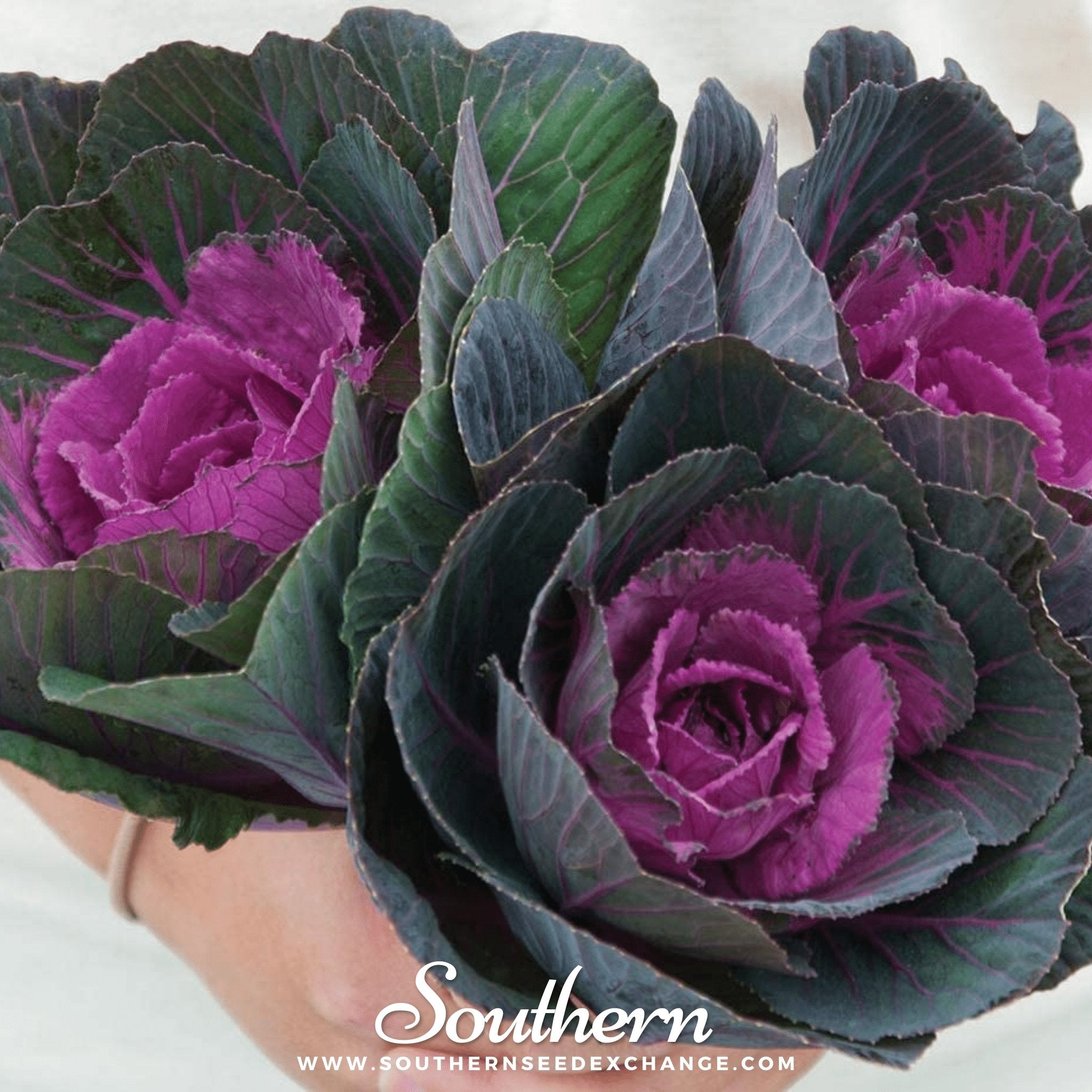 Southern Seed Exchange Cabbage, Ornamental, Red (Brassica oleracea) - 10 Seeds