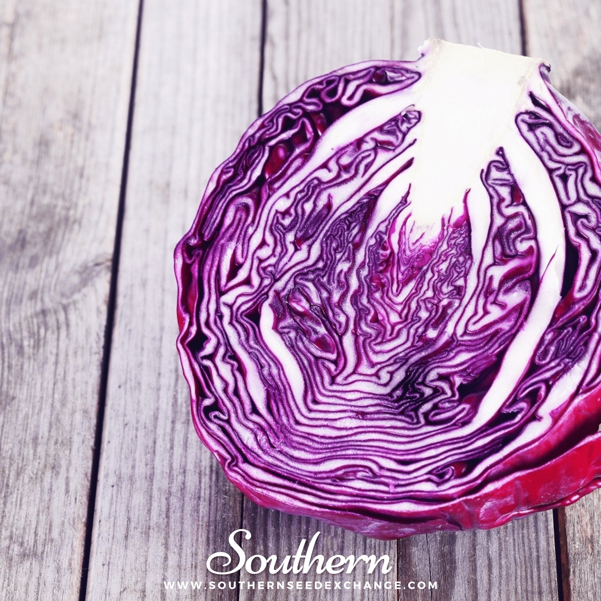 Southern Seed Exchange Cabbage, Red Acre (Brassica oleracea var. capitata) - 200 Seeds