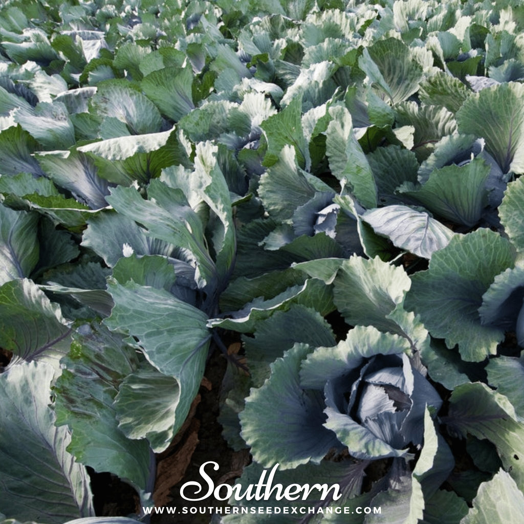 Southern Seed Exchange Cabbage, Red Acre (Brassica oleracea var. capitata) - 200 Seeds