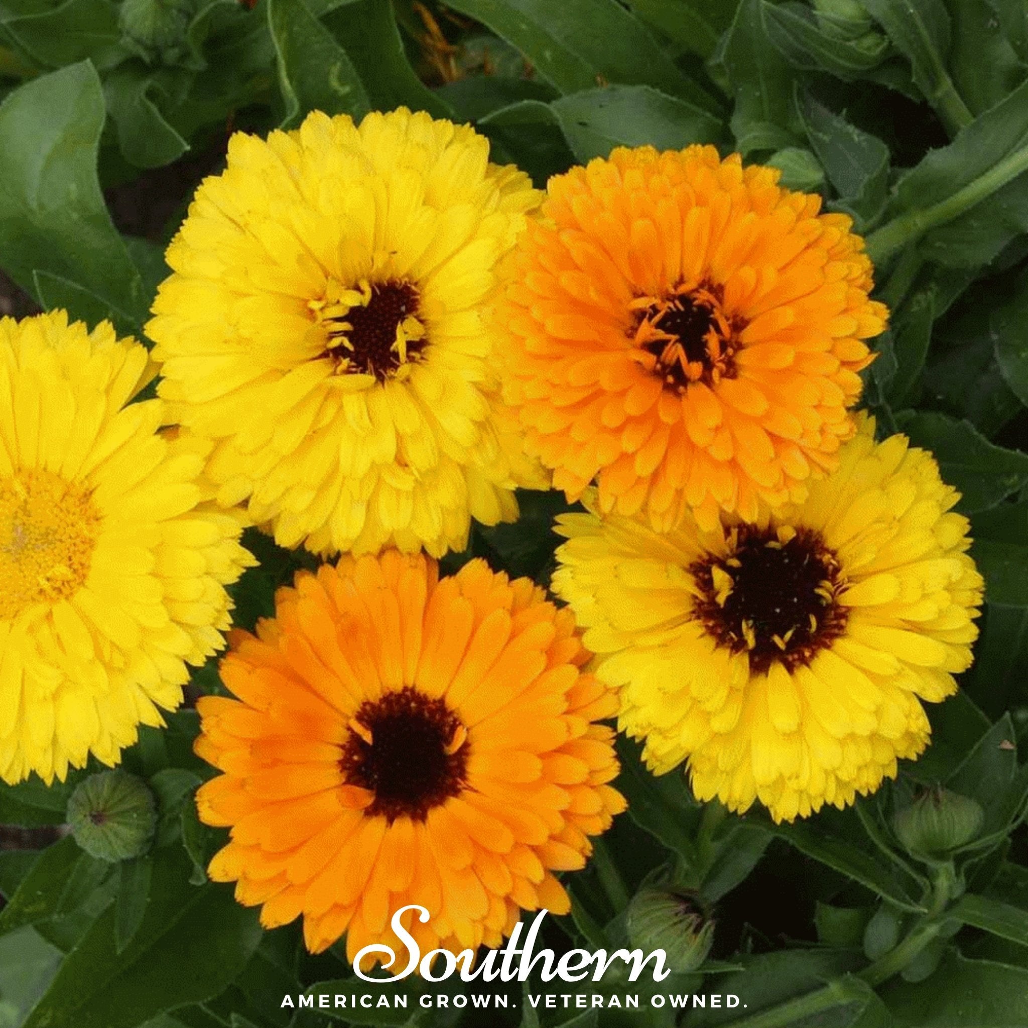 Calendula, Fiesta Gitana (Calendula Officinalis) - 100 Seeds - Southern Seed Exchange