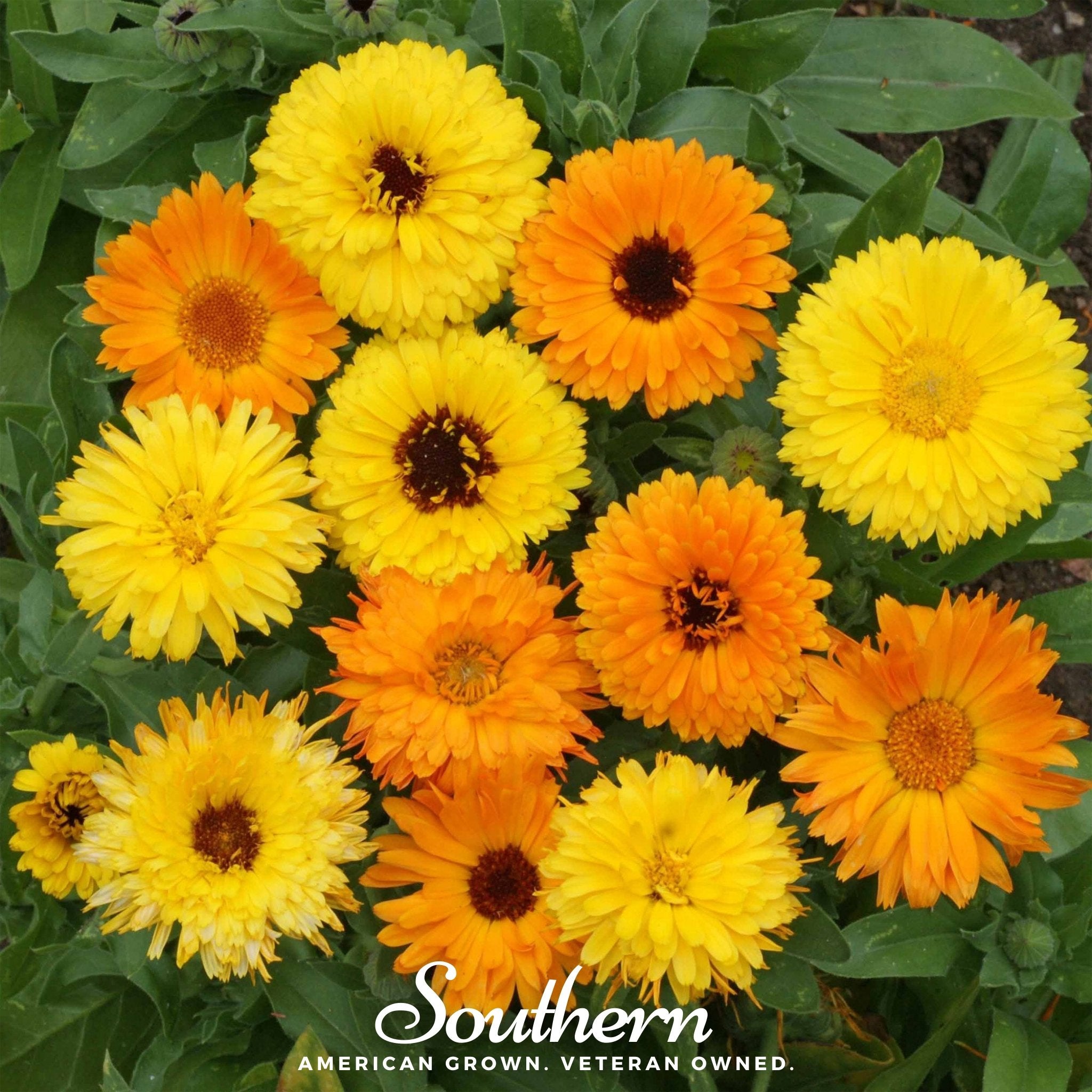 Calendula, Fiesta Gitana (Calendula Officinalis) - 100 Seeds - Southern Seed Exchange