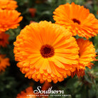 Calendula, Fiesta Gitana (Calendula Officinalis) - 100 Seeds - Southern Seed Exchange