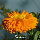 Calendula, Orange King (Calendula Officinalis) - 100 Seeds - Southern Seed Exchange