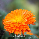 Calendula, Orange King (Calendula Officinalis) - 100 Seeds - Southern Seed Exchange