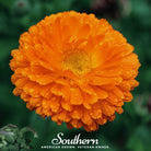 Calendula, Orange King (Calendula Officinalis) - 100 Seeds - Southern Seed Exchange