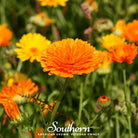 Calendula, Pacific Beauty (Calendula Officinalis) - 100 Seeds - Southern Seed Exchange