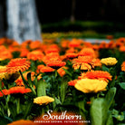 Calendula, Pacific Beauty (Calendula Officinalis) - 100 Seeds - Southern Seed Exchange