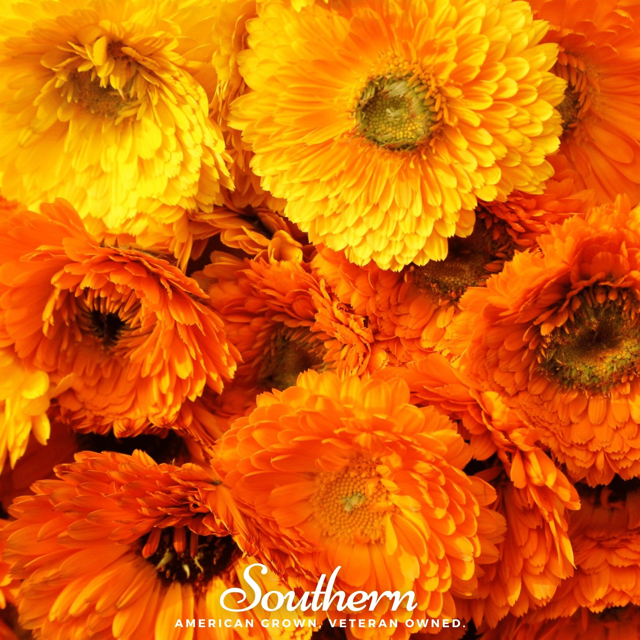 Calendula, Pacific Beauty (Calendula Officinalis) - 100 Seeds - Southern Seed Exchange