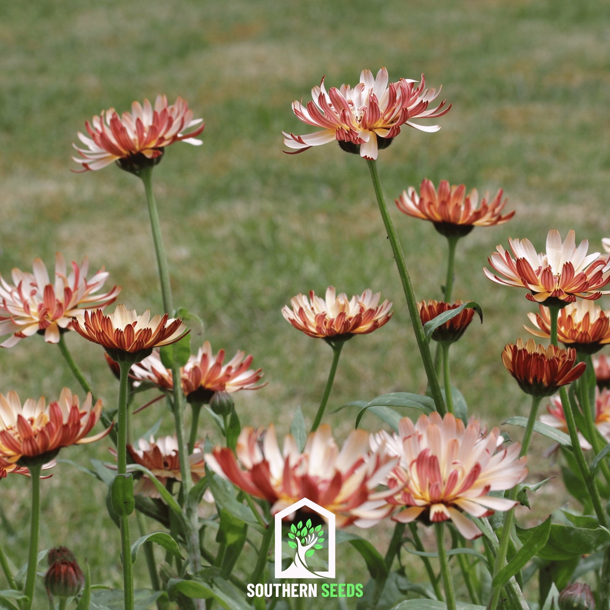 Calendula, Sunset Bluff (Calendula officinalis) - 50 Seeds - Southern Seed Exchange