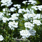 Candytuft, Empress Rocket (Iberis amara) - 100 Seeds - Southern Seed Exchange