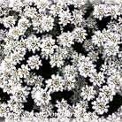 Candytuft, Empress Rocket (Iberis amara) - 100 Seeds - Southern Seed Exchange