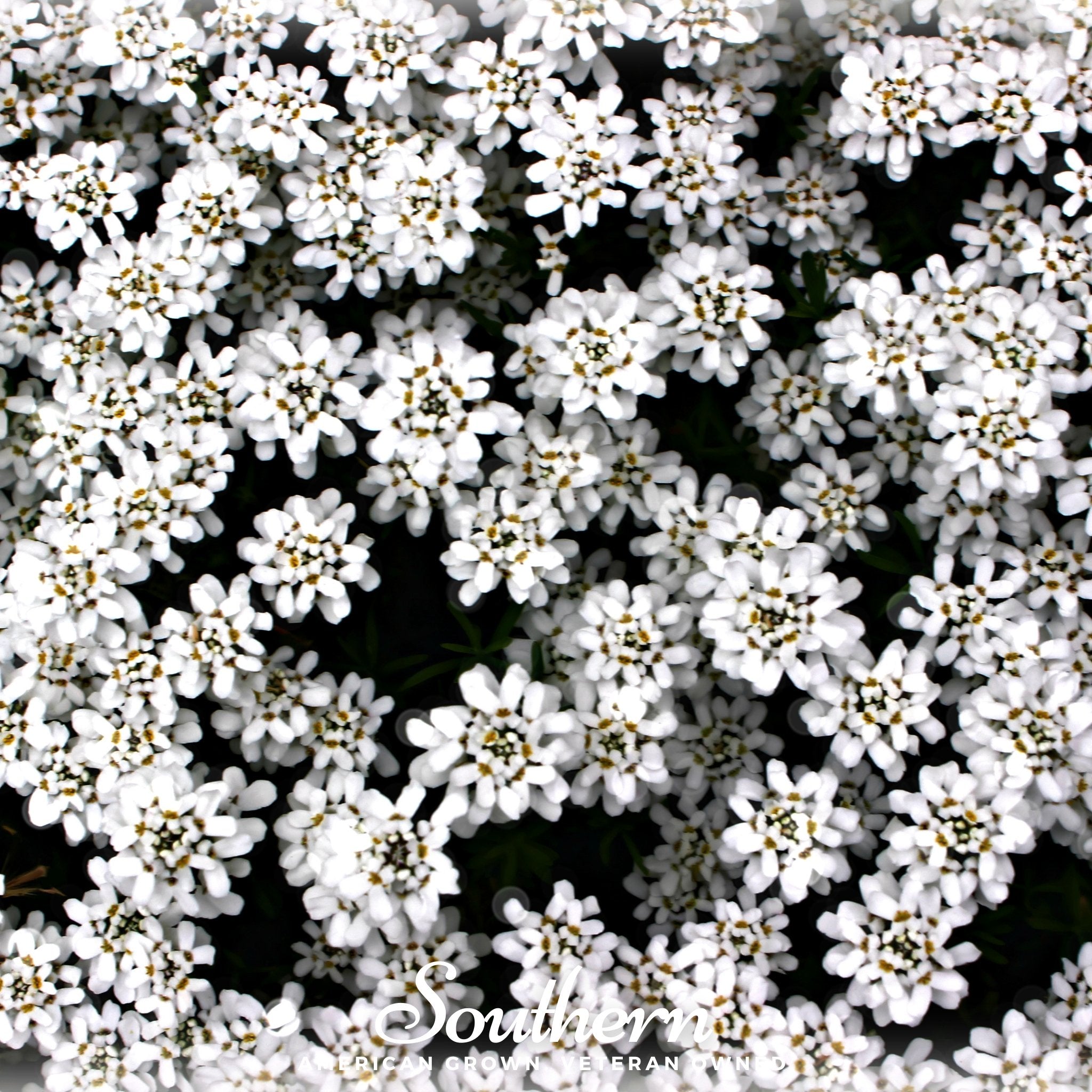 Candytuft, Empress Rocket (Iberis amara) - 100 Seeds - Southern Seed Exchange